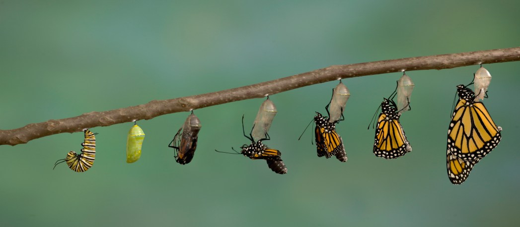 Monarch Butterfly emerging from it's chrysalis